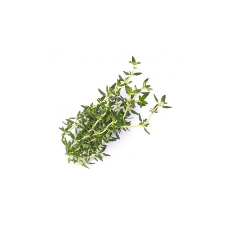 Lingot Thym BIO potager d'intérieur - Véritable