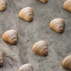 Moule silicone Sfogliatella 3D x30 Pavoflex - Pavoni Italia