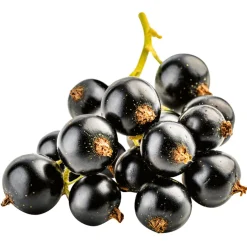 Purée de Fruits Cassis 1kg – Capfruit